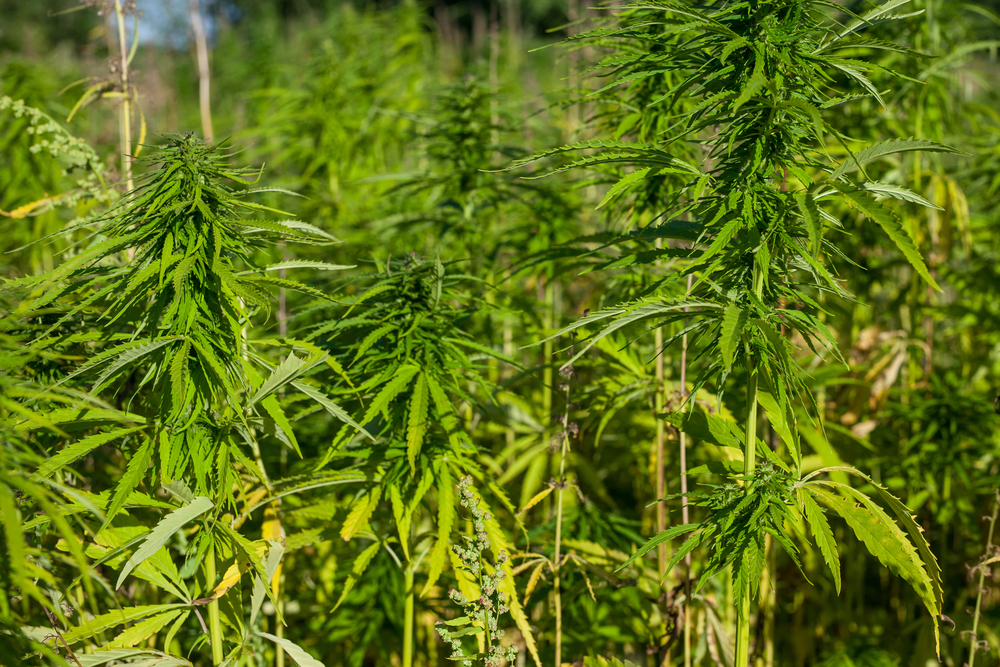 Industrial Hemp Industrial Hemp