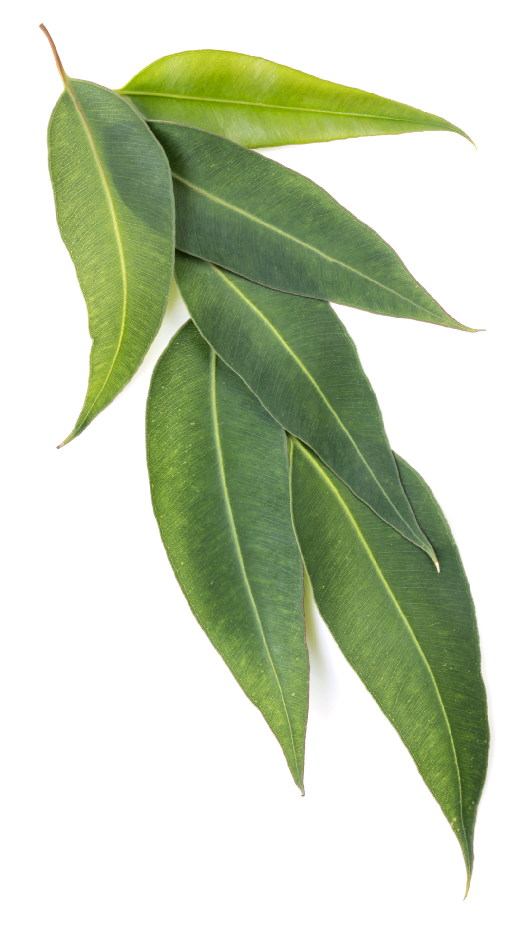 CannaGlobe-Terpenes-Eucalyptol