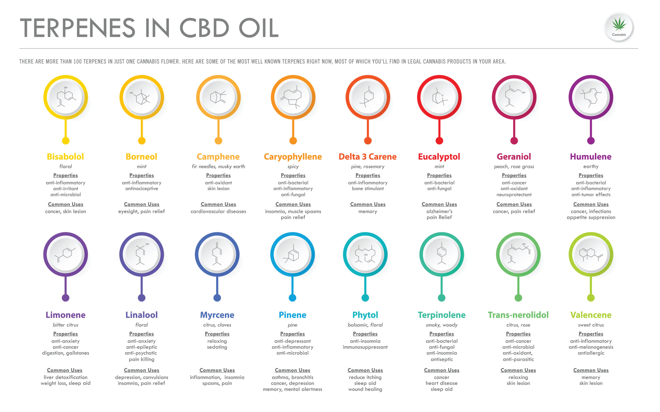 What-are-Terpenes-scaled