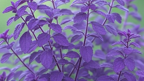 A vibrant 1080x1080 image of Purple Tulsi (Ocimum sanctum) with violet leaves and flowers, set against a green background, showcasing its sacred Hindu symbolism for plant-based wellness. (119 characters)