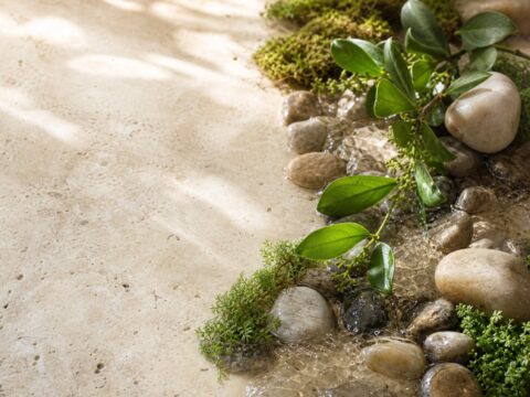 Clear water, smooth stones, moss, and healthy green leaves arranged as a calm natural ecosystem.