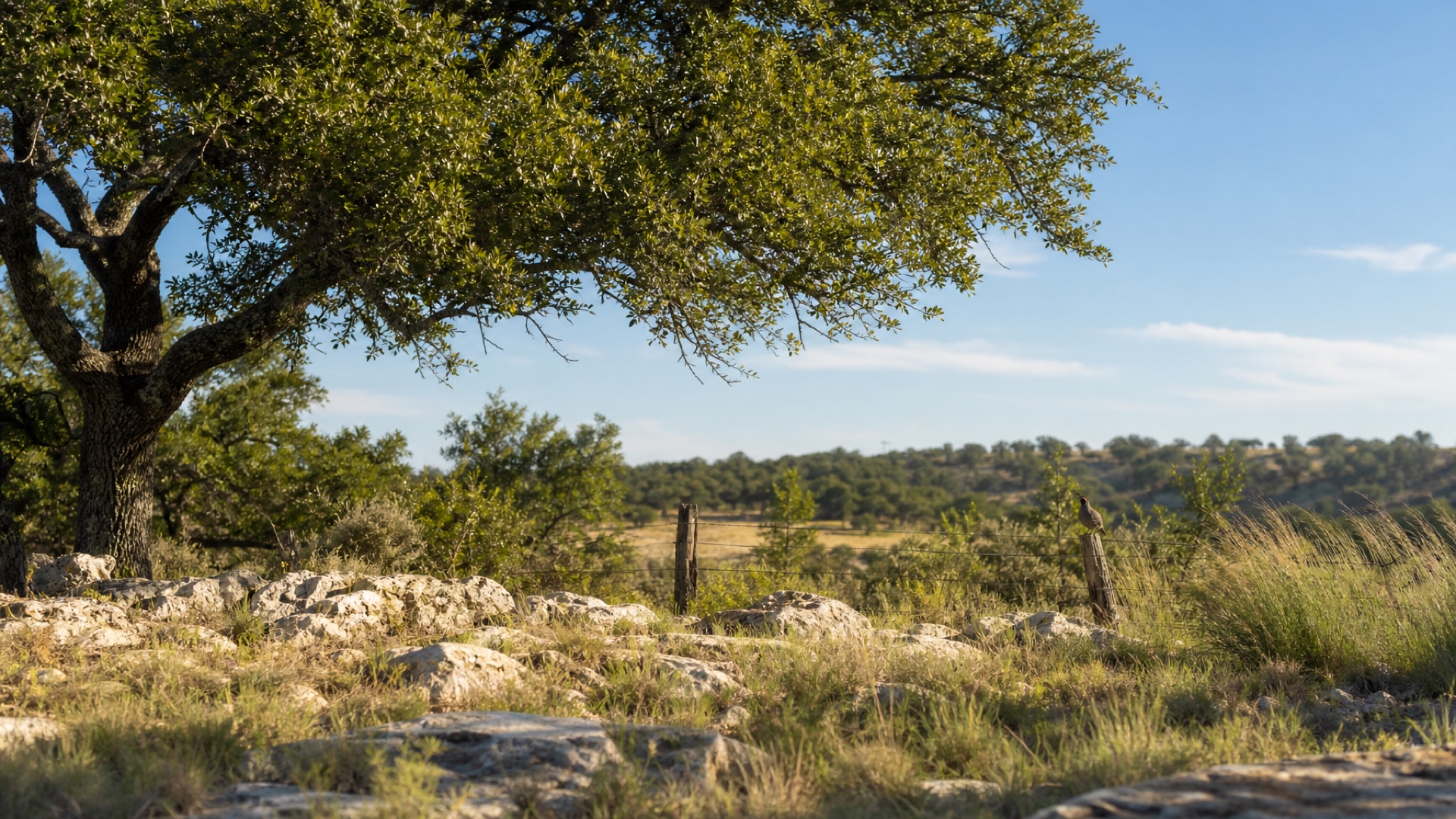 A live oak shades limestone and native grasses on a late-summer Texas Hill Country property edge, with a small bird on a distant fence line.